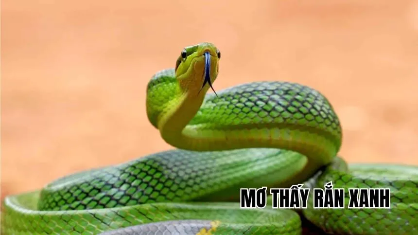 Mơ thấy rắn xanh là điềm gì? 