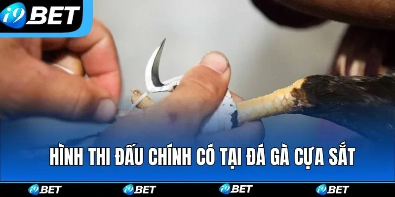 da ga cua sat hinh thuc thi dau