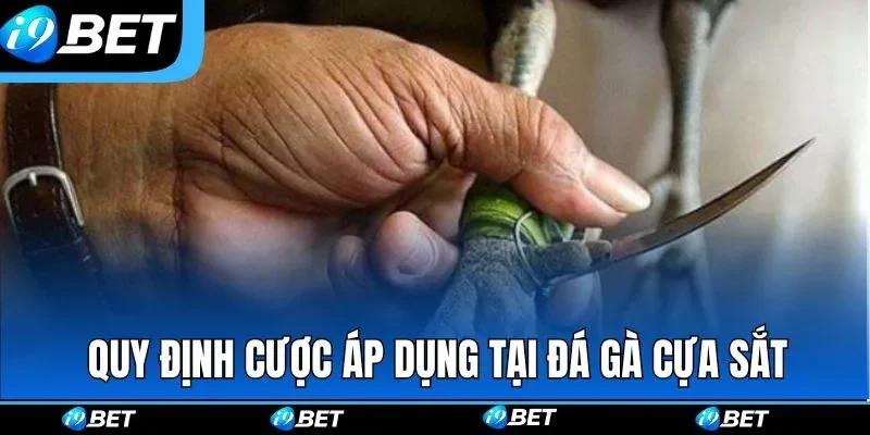 Live đá gà cựa dao là gì hình thức phát sóng 2026