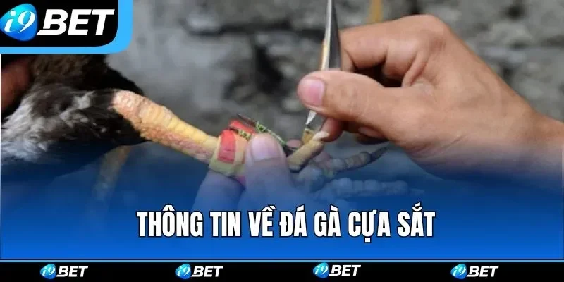 Các loại cựa sắt phổ biến trong thi đấu đá gà cựa sắt