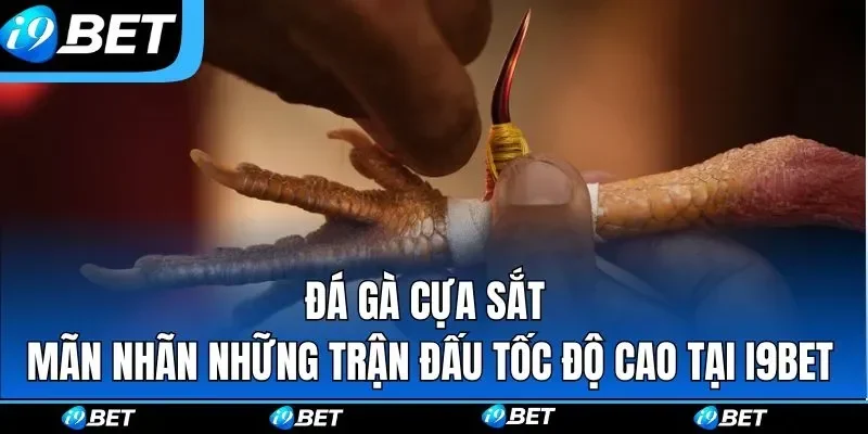Đá gà cựa sắt hôm nay I9bet 2026 câp nhật
