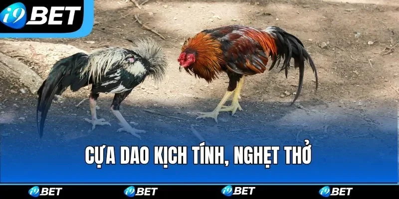 Đặc Điểm Ngoại Hình Gà Chọi Cuba