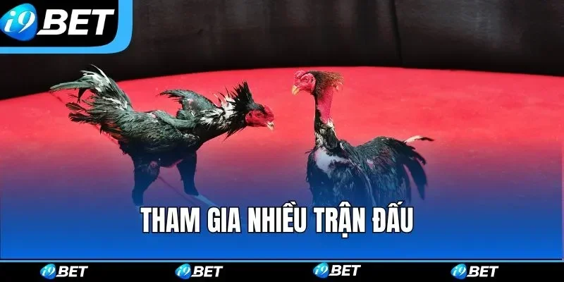 Tường thuật đá gà là gì? 3 da ga i9bet trai nghiem 2