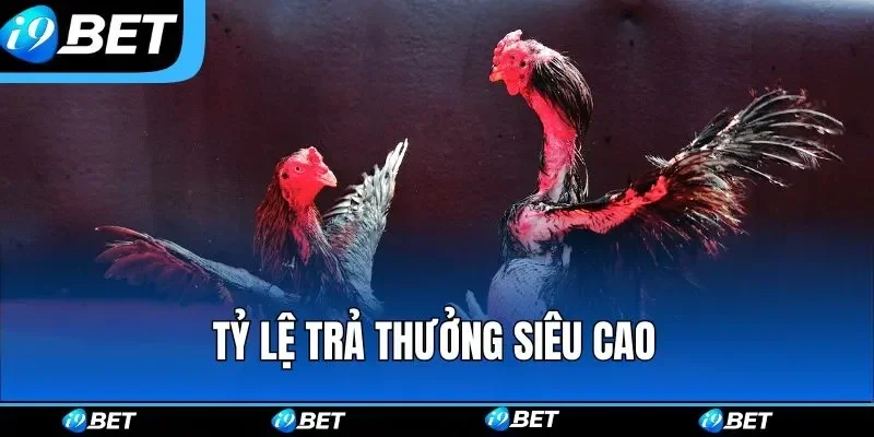 Tường thuật đá gà là gì? 2 Tường thuật đá gà là gì?