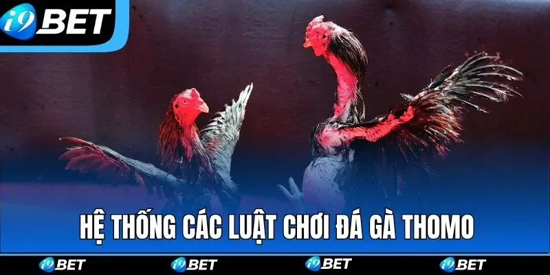 Gà chọi Mã Lai nguồn gốc và lịch sử 2026 3 Thân Hình Cao Lớn Và Cân Đối Gà chọi Mã Lai