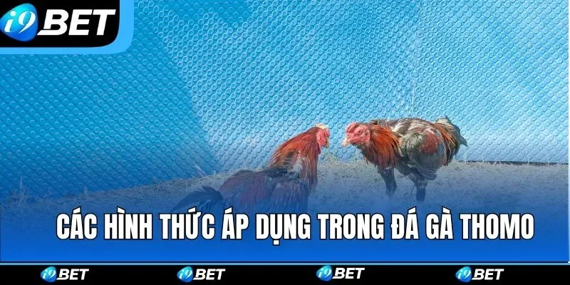 Coi đá gà Campuchia hình thức phát sóng 2026 2 Các hình thức phát sóng thường gặp