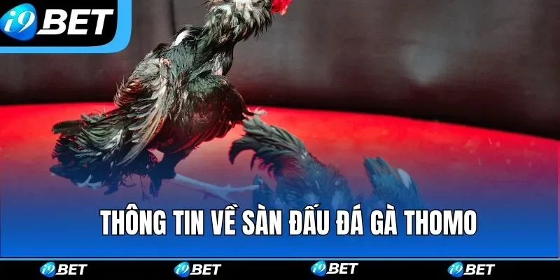 Đá gà Thomo online hình thức phát sóng 2026