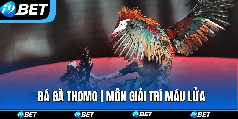 Những nội dung thường xuất hiện đá gà Thomo online