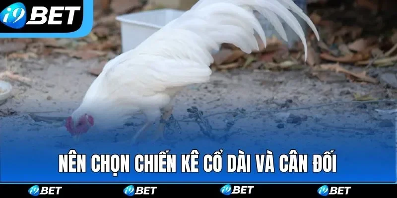 Gà siêu Mỹ tổng quan giống chuộng khắp thế giới 2026