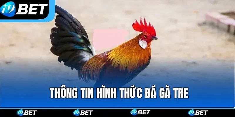 Những yếu tố cần lưu ý khi tìm hiểu giống gà siêu mỹ