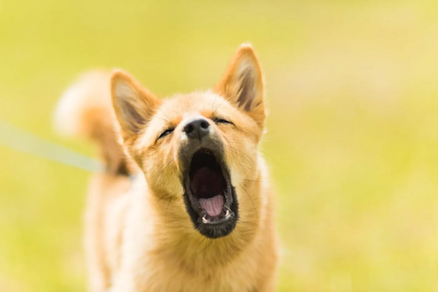 Nằm mơ thấy chó vàng có ý nghĩa gì?