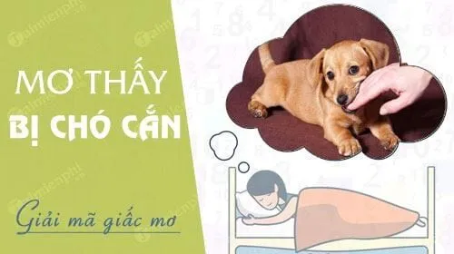 Ngủ mơ thấy chó cắn là điềm gì?