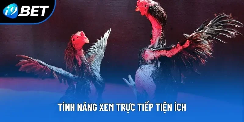 Những trận đá gà siêu kinh điển được nhiều người nhắc đến 