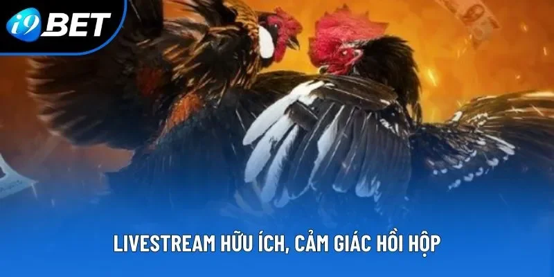 Đá gà trực tiếp theo dõi các trận đấu gà trực tuyến 2026